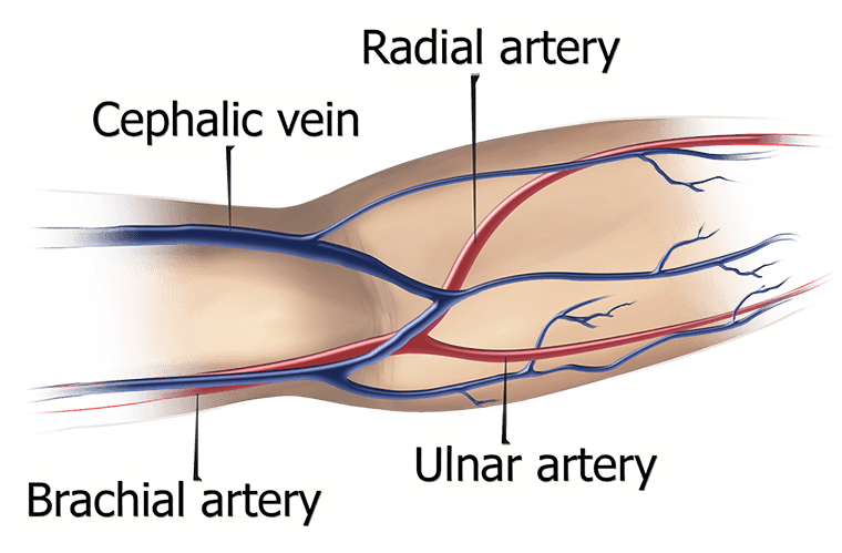 Nephrology Banding Visualization